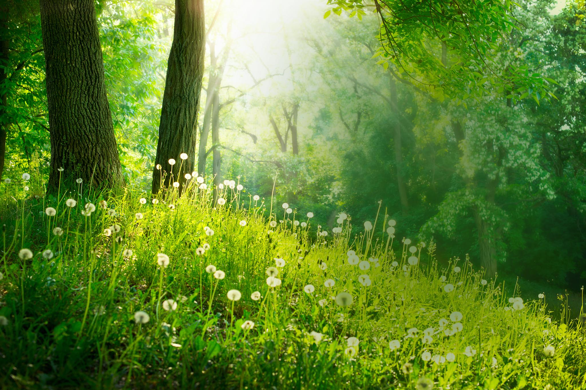 background image of a forest