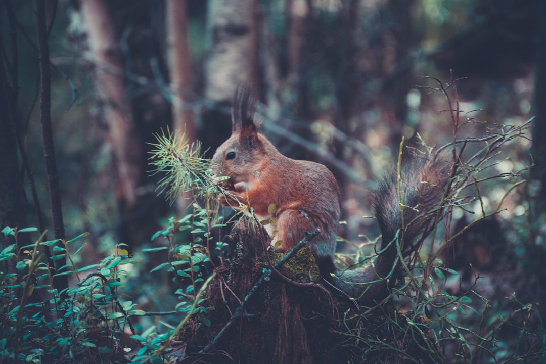 a squirrel in a forest